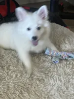 Bear 1, a male American Eskimo for sale in Hesperia, CA – 1 of 4