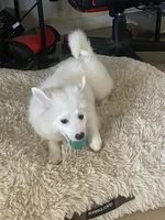 Bear 1, a male American Eskimo for sale in Hesperia, CA – 3 of 4