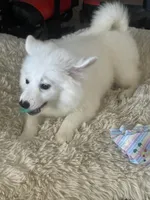 Bear 1, a male American Eskimo for sale in Hesperia, CA – 4 of 4