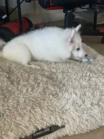 Bear 1, a male American Eskimo for sale in Hesperia, CA – 2 of 4