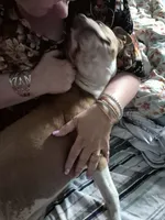 Chi, a female American Pit Bull Terrier for sale in Grand Rapids, MI – 8 of 9