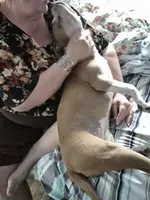 Chi, a female American Pit Bull Terrier for sale in Grand Rapids, MI – 7 of 9