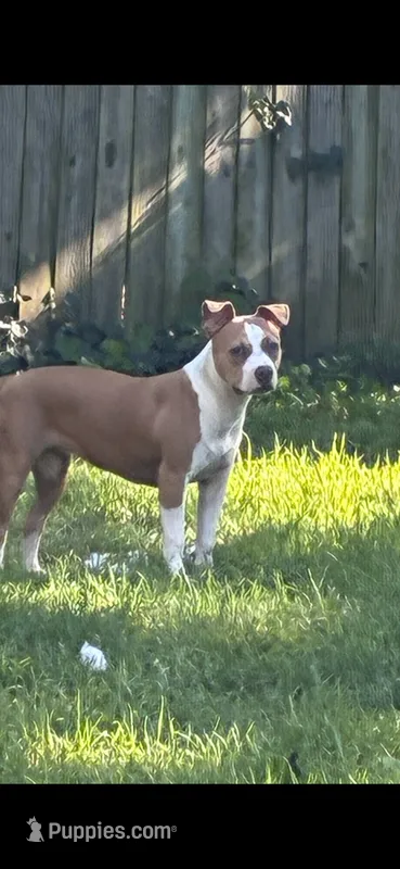 Chi – American Pit Bull Terrier puppy for sale in Grand Rapids, MI