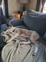 Chi, a female American Pit Bull Terrier for sale in Grand Rapids, MI – 4 of 9