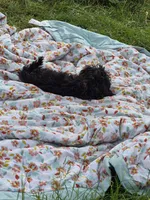 Bailey, a male Yorkipoo and Havachon for sale in Grand Rapids, MI – 6 of 7