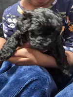 Onyx, a female Havanese and Poodle - Toy  for sale in Grand Rapids, MI – Photo 2 of 3