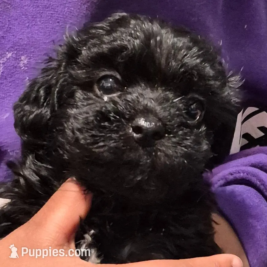 Onyx – Havanese, Poodle - Toy  puppy for sale in Grand Rapids, MI