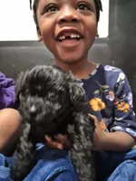 Onyx, a female Havanese and Poodle - Toy  for sale in Grand Rapids, MI – Photo 3 of 3