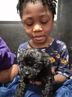 Onyx, a female Havanese and Poodle - Toy  for sale in Grand Rapids, MI – Photo 2 of 3