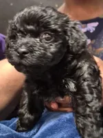 Onyx, a female Havanese and Poodle - Toy  for sale in Grand Rapids, MI – Photo 3 of 3