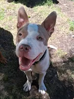 Chi, a female American Pit Bull Terrier for sale in Grand Rapids, MI – 2 of 9