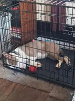 Chi, a female American Pit Bull Terrier for sale in Grand Rapids, MI – 3 of 9