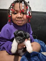 Quest, a male Havanese and Poodle - Toy  for sale in Grand Rapids, MI – Photo 4 of 4