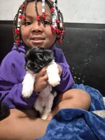 Quest, a male Havanese and Poodle - Toy  for sale in Grand Rapids, MI – Photo 2 of 4