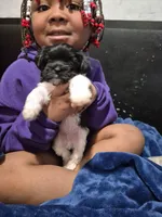 Quest, a male Havanese and Poodle - Toy  for sale in Grand Rapids, MI – Photo 3 of 4