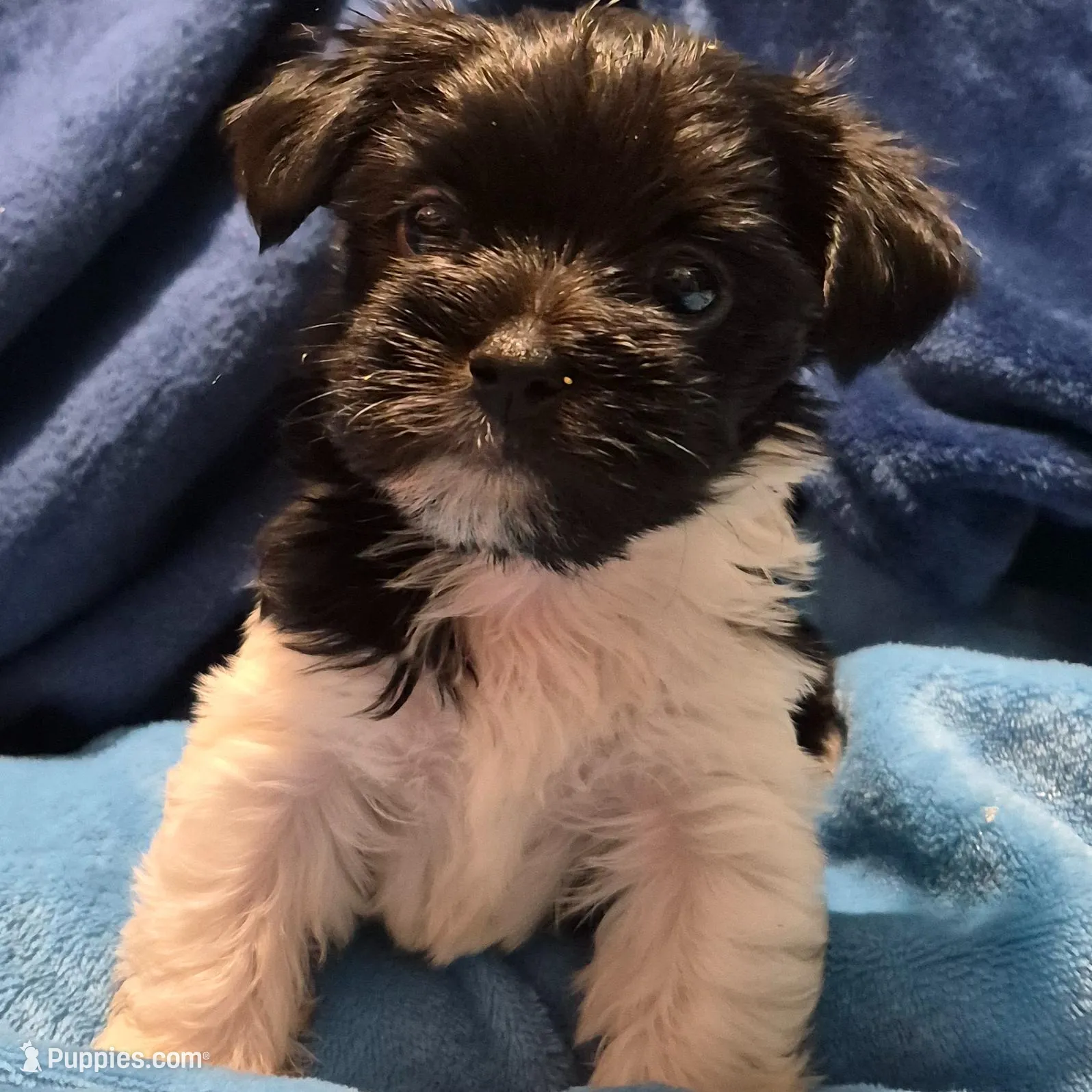 Quest – Havanese, Poodle - Toy  puppy for sale in Grand Rapids, MI