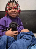 Francy, a female Havanese and Poodle - Toy  for sale in Grand Rapids, MI – Photo 3 of 3