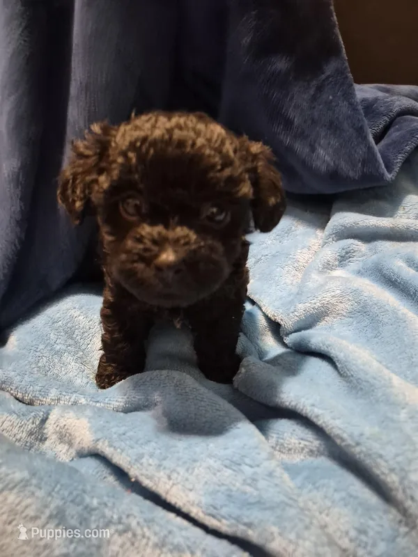 Francy – Havanese, Poodle - Toy  puppy for sale in Grand Rapids, MI