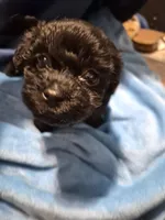 Francy, a female Havanese and Poodle - Toy  for sale in Grand Rapids, MI – Photo 2 of 3