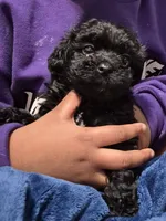 Francy, a female Havanese and Poodle - Toy  for sale in Grand Rapids, MI – Photo 3 of 3