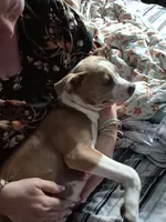 Chi, a female American Pit Bull Terrier for sale in Grand Rapids, MI – 5 of 9