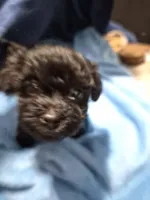 Bailey, a male Yorkipoo and Havachon for sale in Grand Rapids, MI – 4 of 7