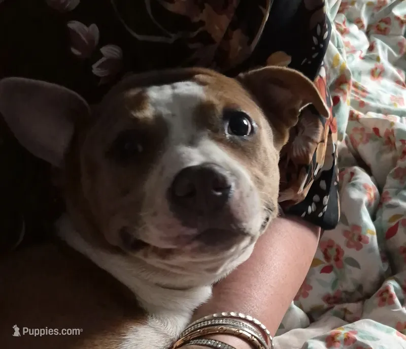Chi – American Pit Bull Terrier puppy for sale in Grand Rapids, MI