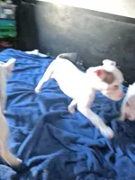 Verde, a male American Staffordshire Terrier and American Pit Bull Terrier for sale in Grand Rapids, MI – Photo 2 of 2