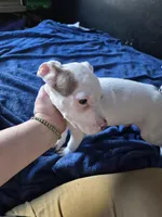 Verde, a male American Staffordshire Terrier and American Pit Bull Terrier for sale in Grand Rapids, MI – Photo 1 of 2