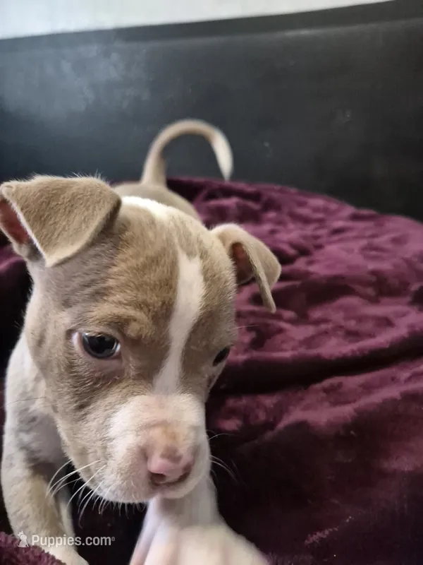 Rare blue nose Pit. Tawny