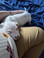 Blue jay, a male American Staffordshire Terrier and American Pit Bull Terrier for sale in Grand Rapids, MI – Photo 3 of 4