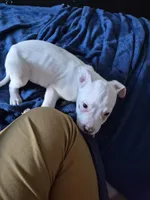 Blue jay, a male American Staffordshire Terrier and American Pit Bull Terrier for sale in Grand Rapids, MI – Photo 4 of 4