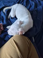 Blue jay, a male American Staffordshire Terrier and American Pit Bull Terrier for sale in Grand Rapids, MI – Photo 2 of 4