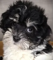 Susie, a female Yorkipoo and Havachon for sale in Grand Rapids, MI – 1 of 3