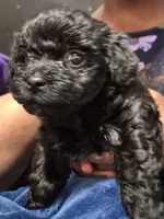 Ebony, a female Yorkipoo and Havachon for sale in Grand Rapids, MI – 3 of 4