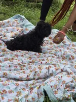 Bailey, a male Yorkipoo and Havachon for sale in Grand Rapids, MI – 7 of 7