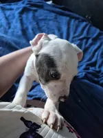 Amarillo, a male American Staffordshire Terrier and American Bully for sale in Grand Rapids, MI – Photo 5 of 6