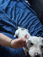 Amarillo, a male American Staffordshire Terrier and American Bully for sale in Grand Rapids, MI – Photo 4 of 6