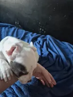 Amarillo, a male American Staffordshire Terrier and American Bully for sale in Grand Rapids, MI – Photo 6 of 6