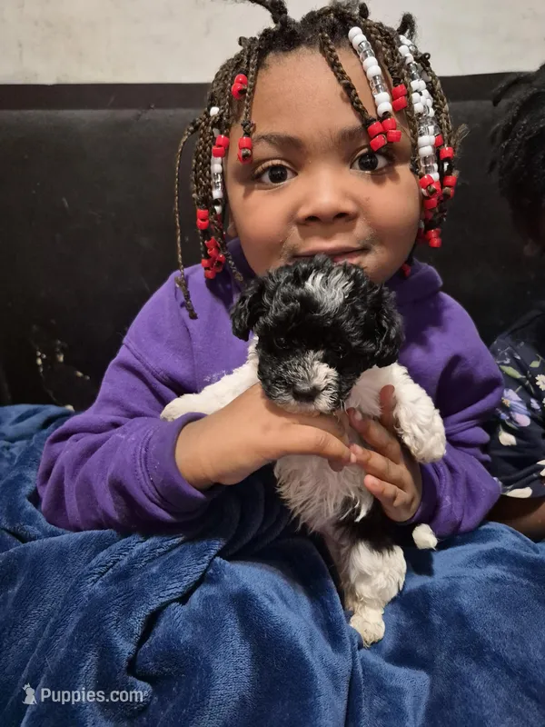 Sushi – Havanese, Poodle - Toy  puppy for sale in Grand Rapids, MI