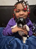 Sushi, a female Havanese and Poodle - Toy  for sale in Grand Rapids, MI – Photo 1 of 5