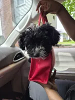 Sushi, a female Havanese and Poodle - Toy  for sale in Grand Rapids, MI – 1 of 5
