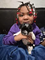 Sushi, a female Havanese and Poodle - Toy  for sale in Grand Rapids, MI – Photo 4 of 5