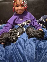 Sushi, a female Havanese and Poodle - Toy  for sale in Grand Rapids, MI – Photo 5 of 5