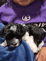 Sushi, a female Havanese and Poodle - Toy  for sale in Grand Rapids, MI – 3 of 5