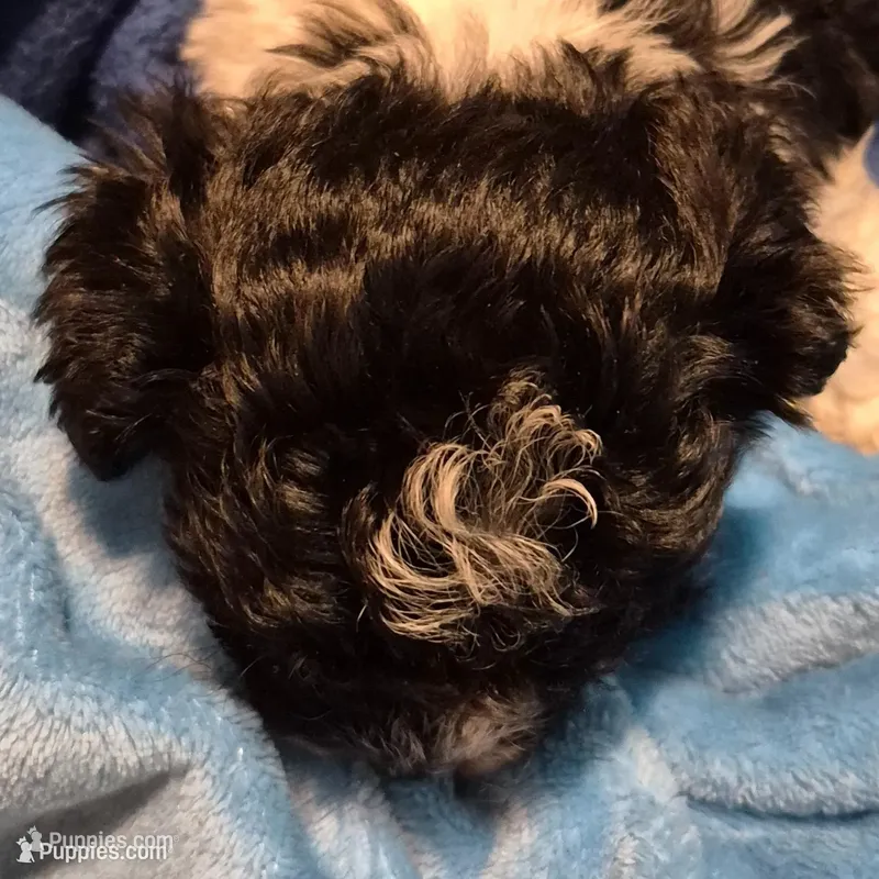 Sushi – Havanese, Poodle - Toy  puppy for sale in Grand Rapids, MI
