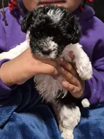 Sushi, a female Havanese and Poodle - Toy  for sale in Grand Rapids, MI – 4 of 5