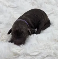 Cindy Lou, a female Poodle - Standard  for sale in Copperas Cove, TX – Photo 2 of 3