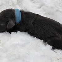 Stew, a male Poodle - Standard  for sale in Copperas Cove, TX – Photo 3 of 3