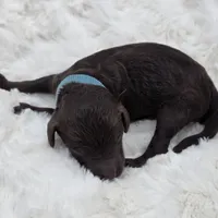 Stew, a male Poodle - Standard  for sale in Copperas Cove, TX – Photo 2 of 3